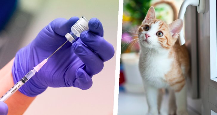 Katt, Coronaviruset covid-19, Vaccin, Minkar